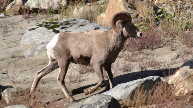 Big Horn Sheep on the Salmon River