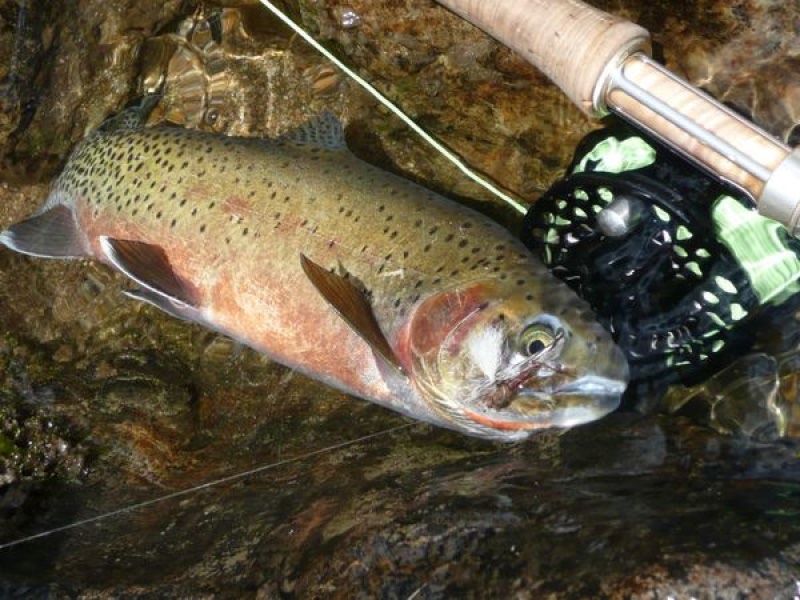 cutthroat fly fishing Salmon River wilderness