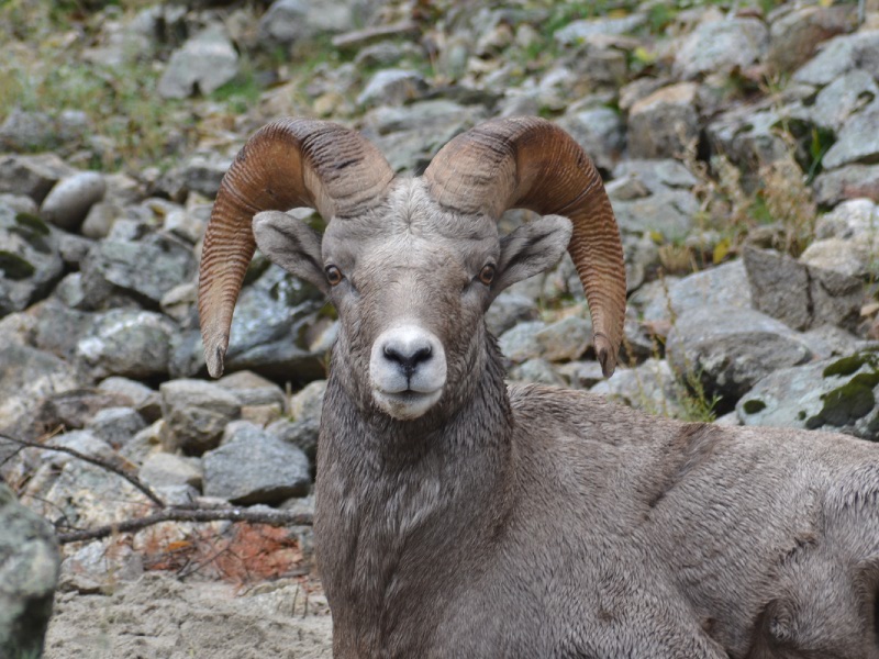 salmon river Ram